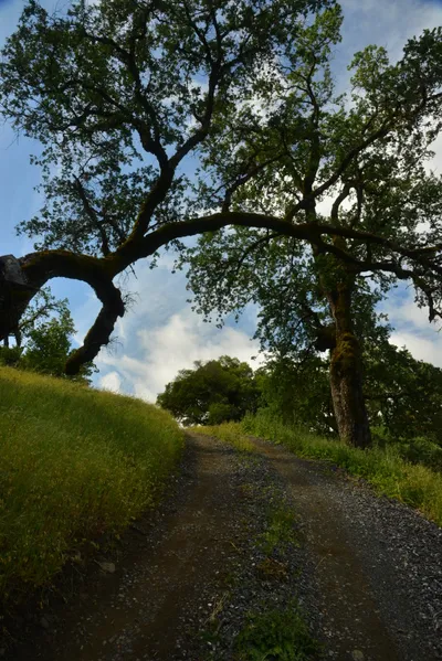 DSC_6801 (Large).JPG